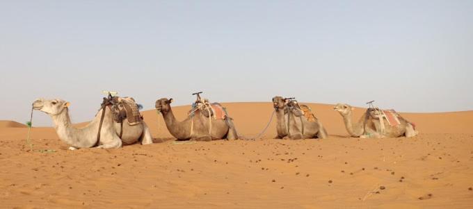 Kasbah Hotel Panorama Merzouga Buitenkant foto